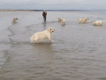 phygee-1486670604.gif